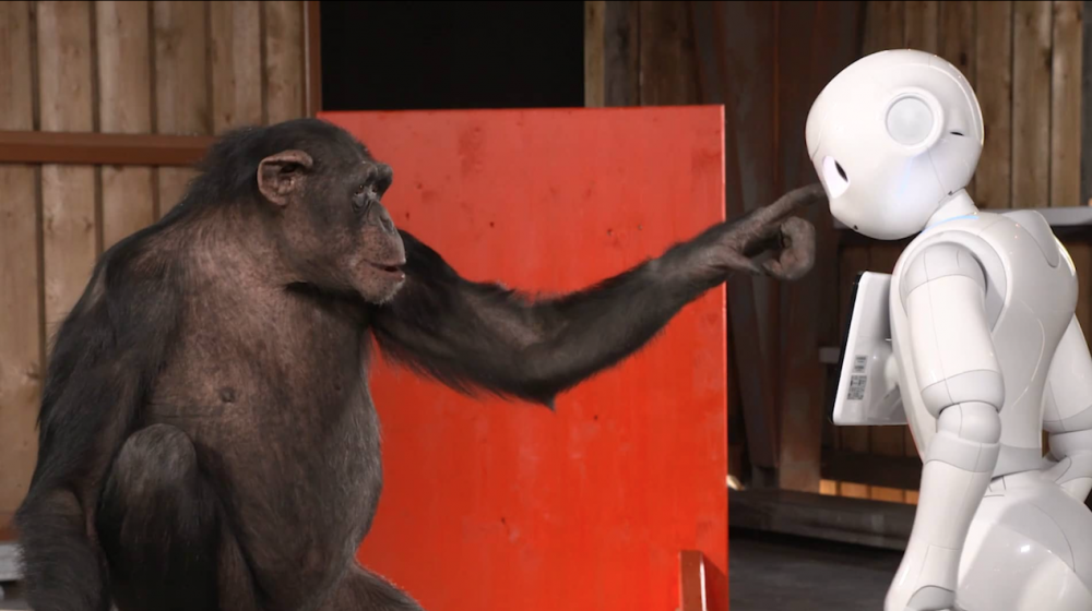 Chimpanzee reacts to Robot - by iPad Magician Simon Pierro